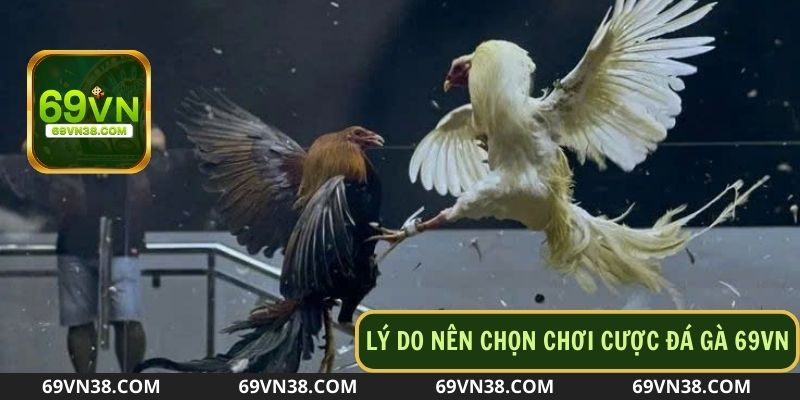 Những ưu điểm nổi bật khi tham gia đá gà 69vn
