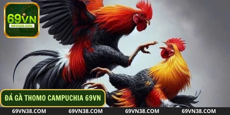Sơ lược vài nét về sân chơi đá gà Thomo Campuchia
