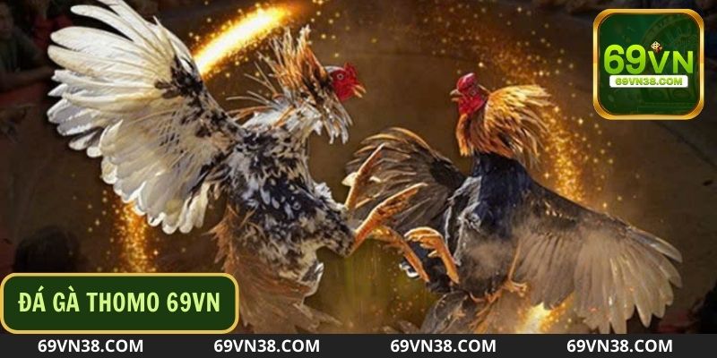 Thomo – Thánh địa của đá gà trực tiếp C4 chuyên nghiệp không thể bỏ qua