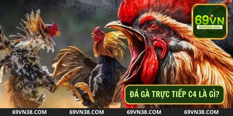 Giới thiệu đôi nét sơ lược về sân đá gà trực tiếp C4