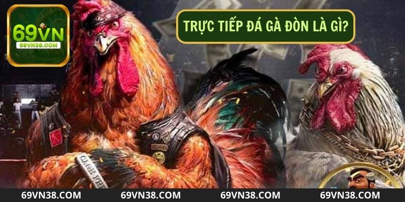 Đôi nét sơ lược về trường thi đấu trực tiếp đá gà đòn